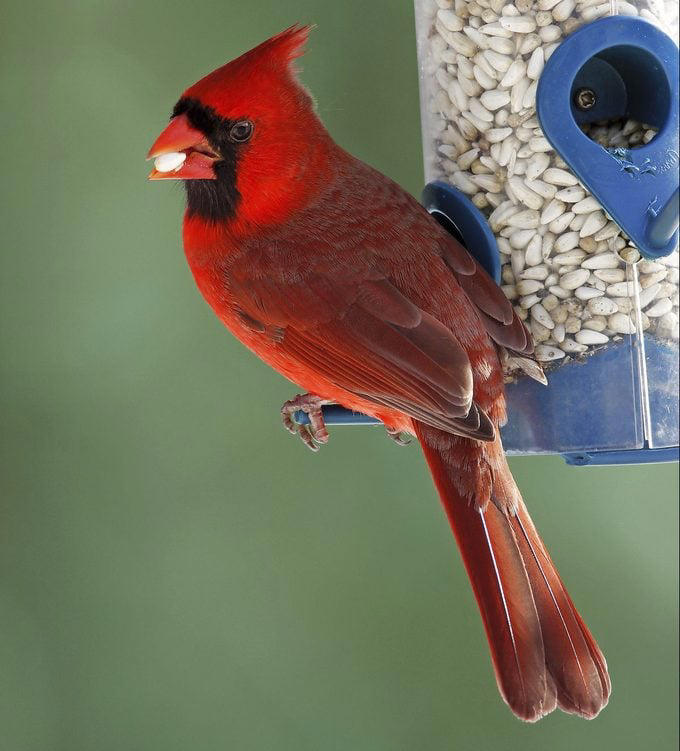3 types of seeds and feeders birds love best