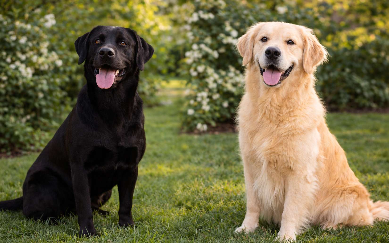 Labrador ou Golden Retriever : saurez-vous vraiment les différencier