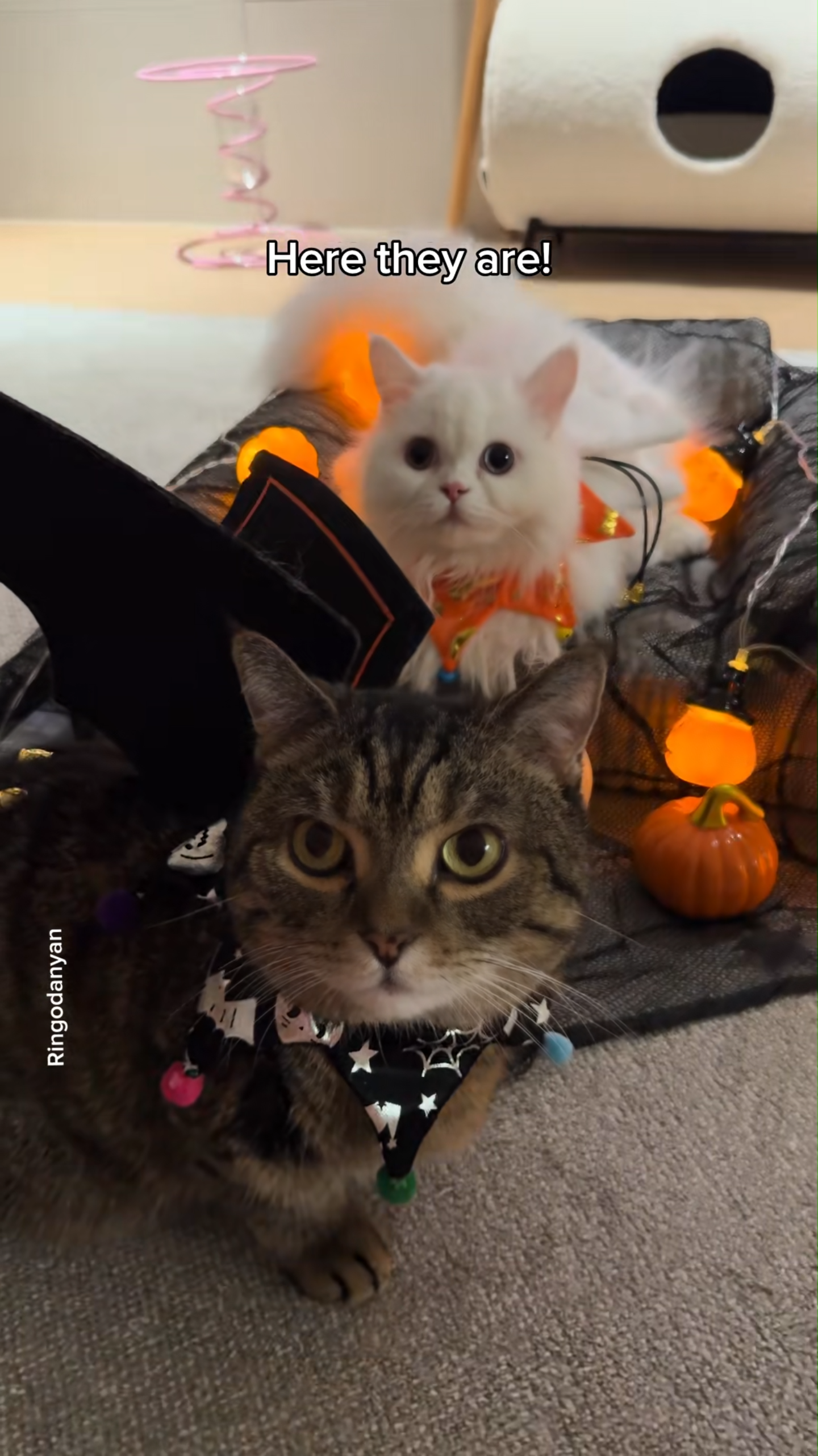 Adorable Halloween costumes that make cats even cuter