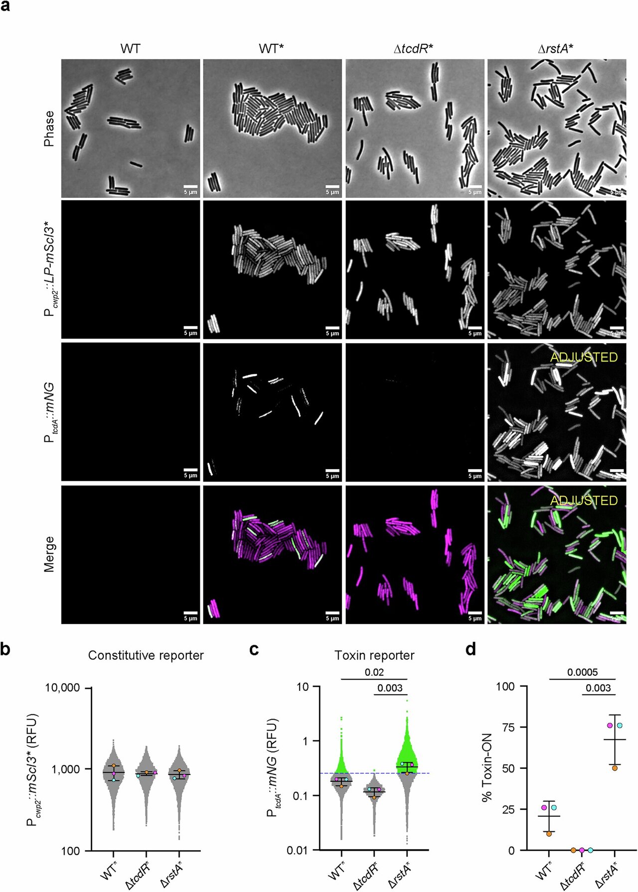 Targeting a dangerous gut infection: Studies reveal how C diff behaves ...