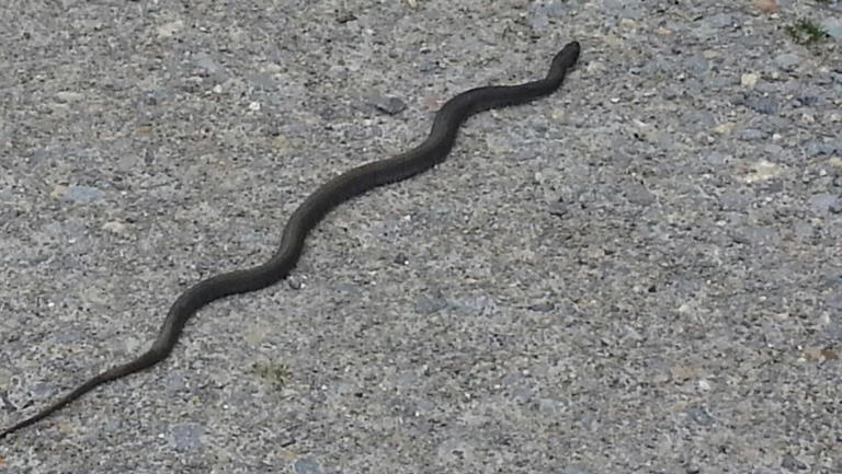 Snake Road in the Shawnee National Forest to be temporarily closed for ...