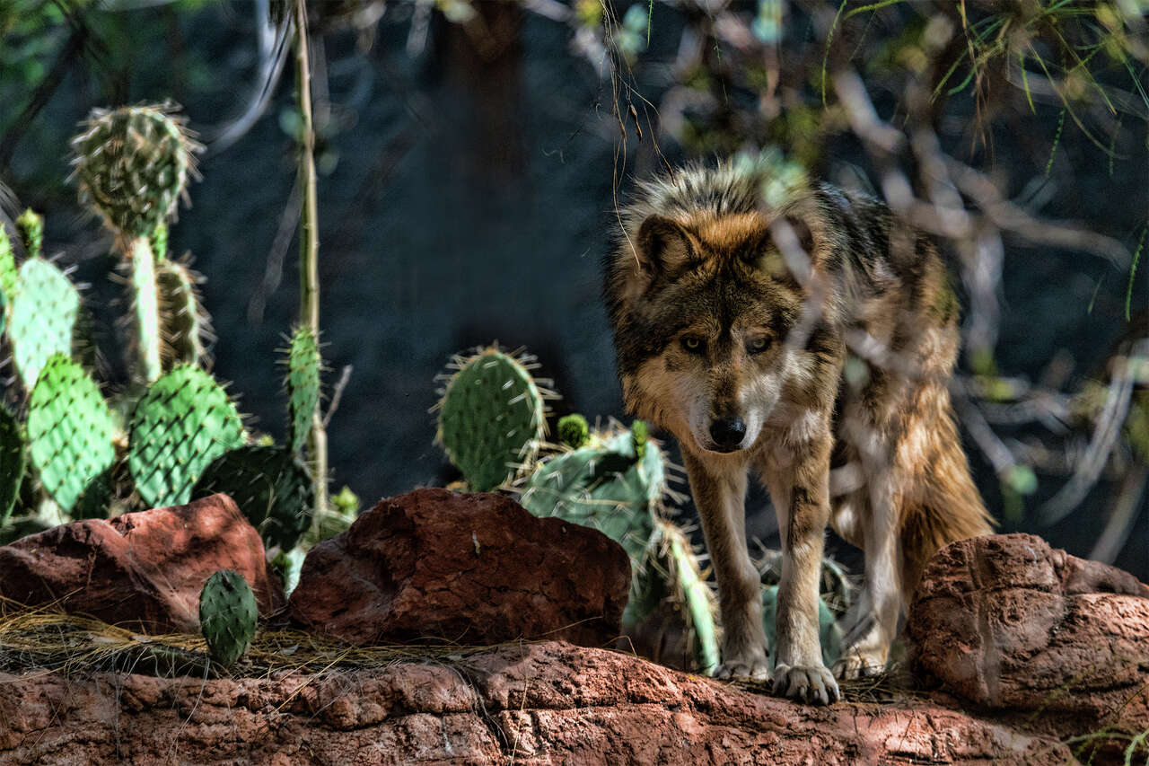 Permits to kill endangered wolves are increasingly being handed over to ...