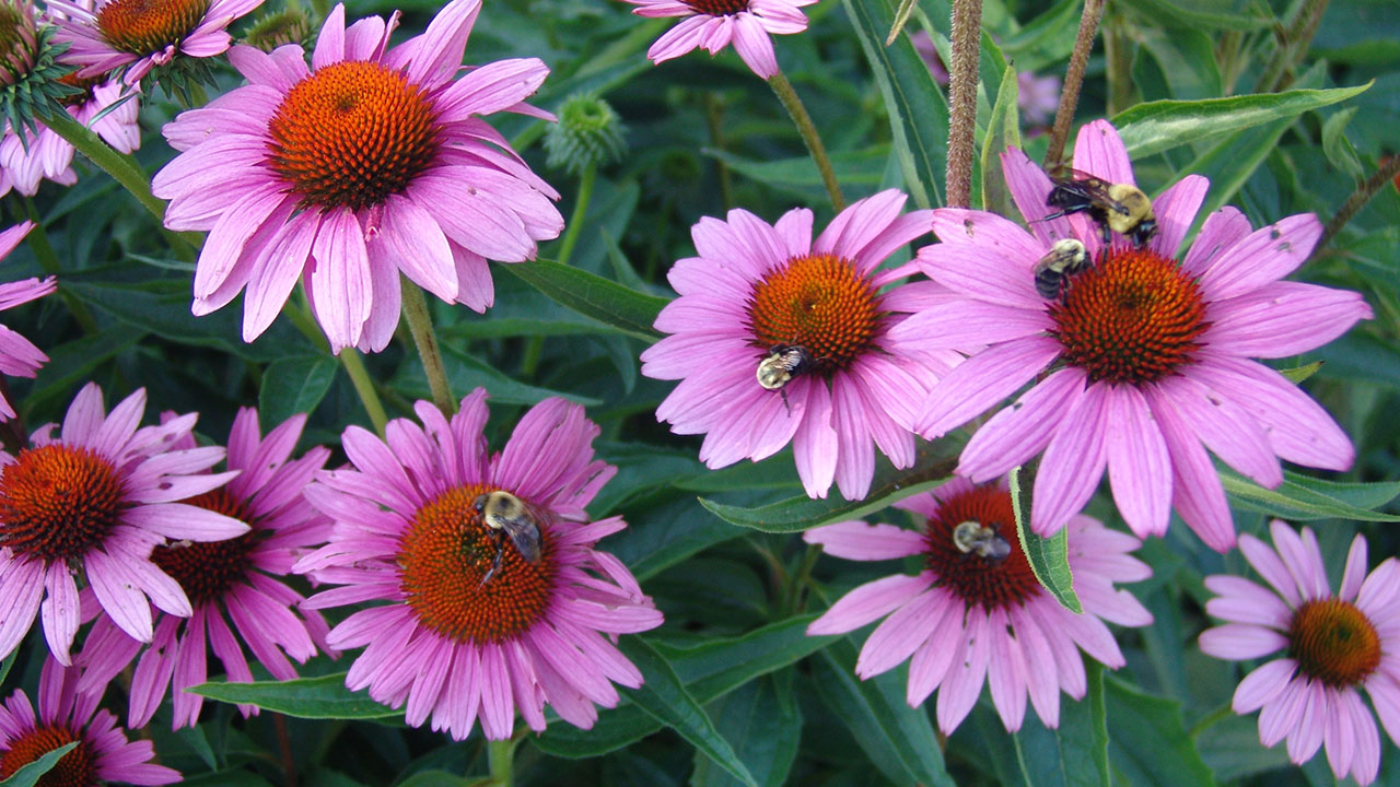 11 things your echinacea garden will love this spring