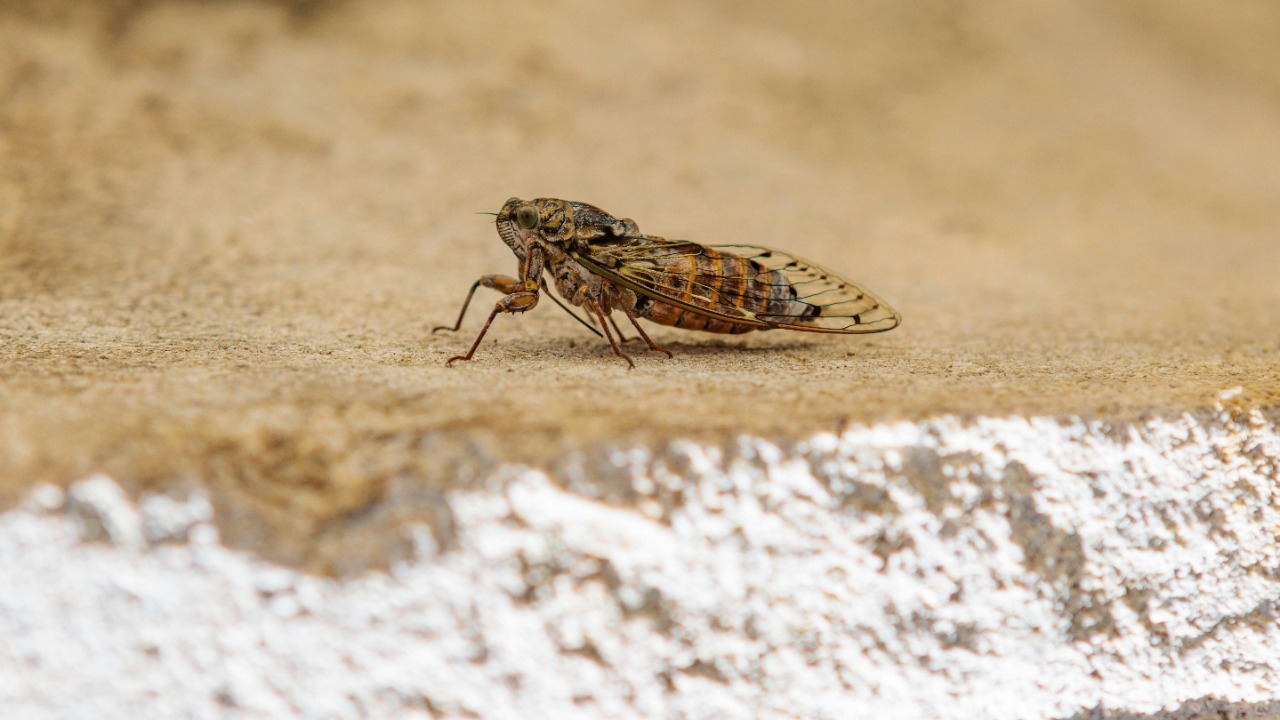 Climate change is driving tropical insects to a deadly heat wall