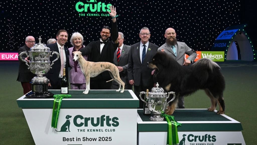 How to watch Crufts 2026: live stream the world's greatest dog show for ...