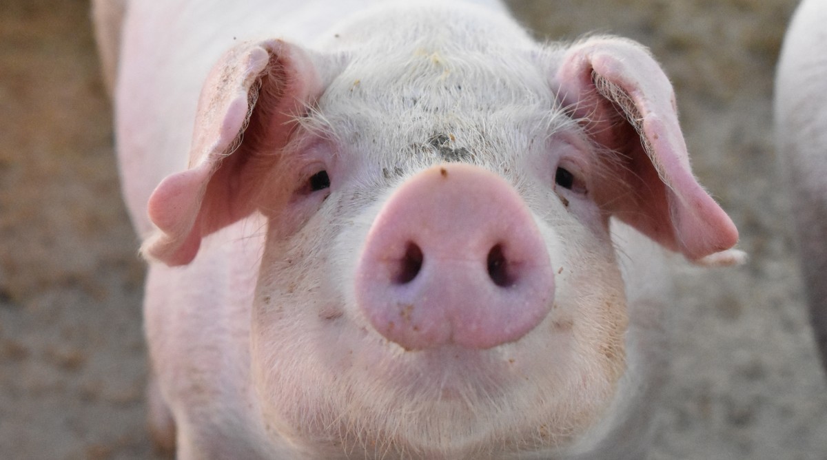 Watch this pig listen to Dolly Parton and learn why pigs are so smart