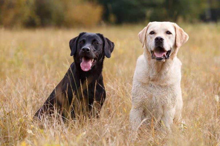Labrador ou Golden Retriever : saurez-vous vraiment les différencier