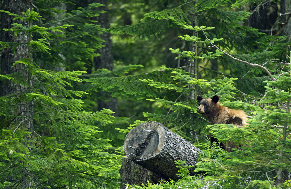20 hidden Canadian forest towns straight out of a storybook