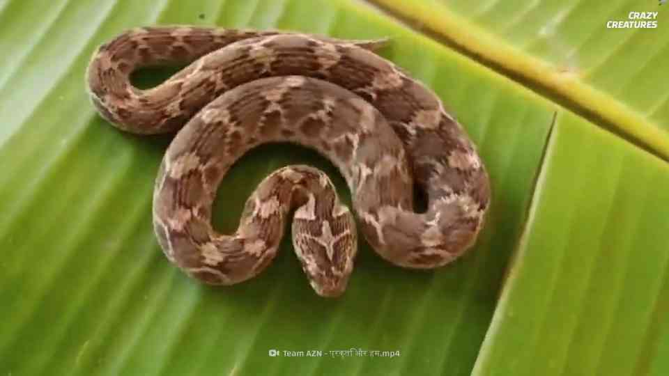 Watch what happens when this deadly viper prepares to strike