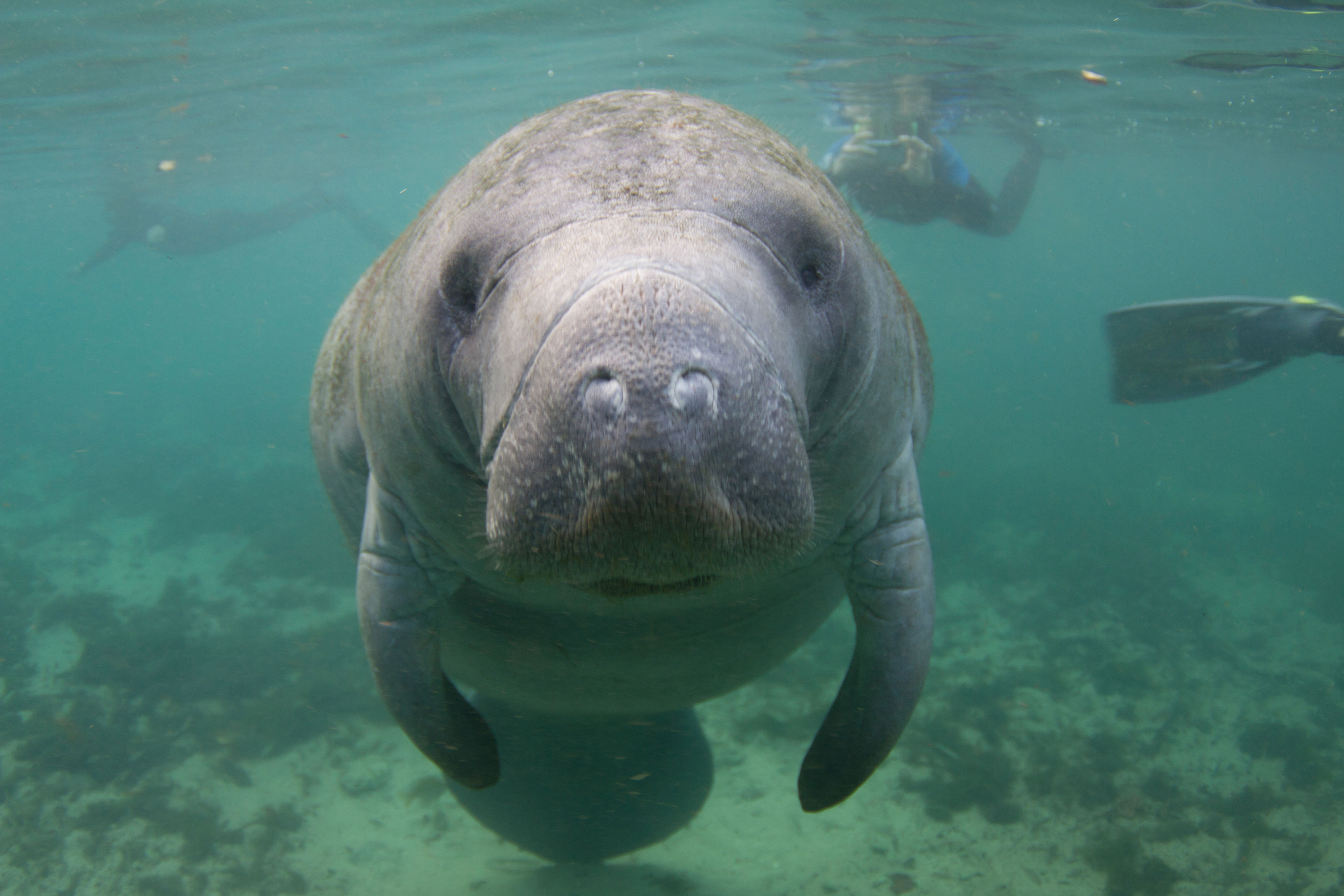 When Florida waters turn cold: The hidden toll on fish and manatees