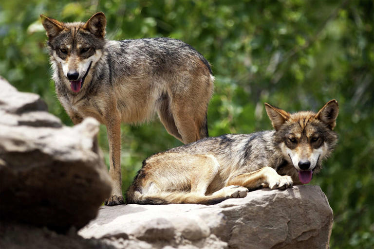 Permits to kill endangered wolves are increasingly being handed over to ...