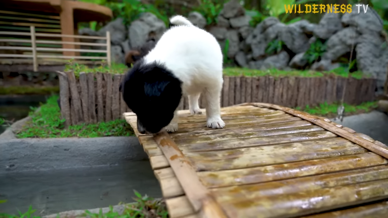 Watch tiny rescue puppies settle into a warm villa home