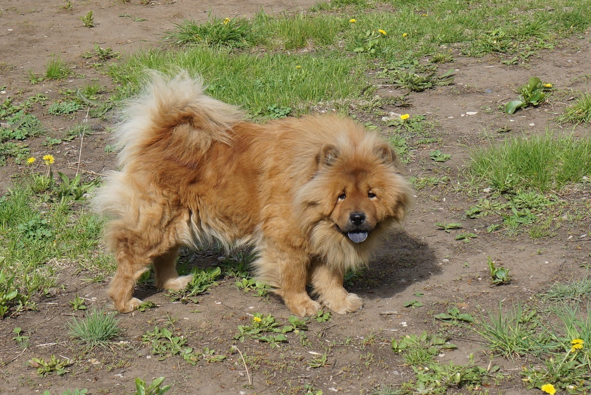 Selfless woman rescues nervous chow chow from Atlanta streets after ...