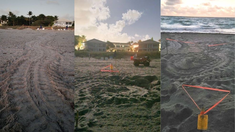 Photos: A rare early arrival marks the start of sea turtle season in ...