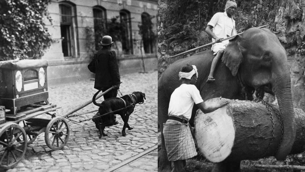 Inventors who built animal-powered machines