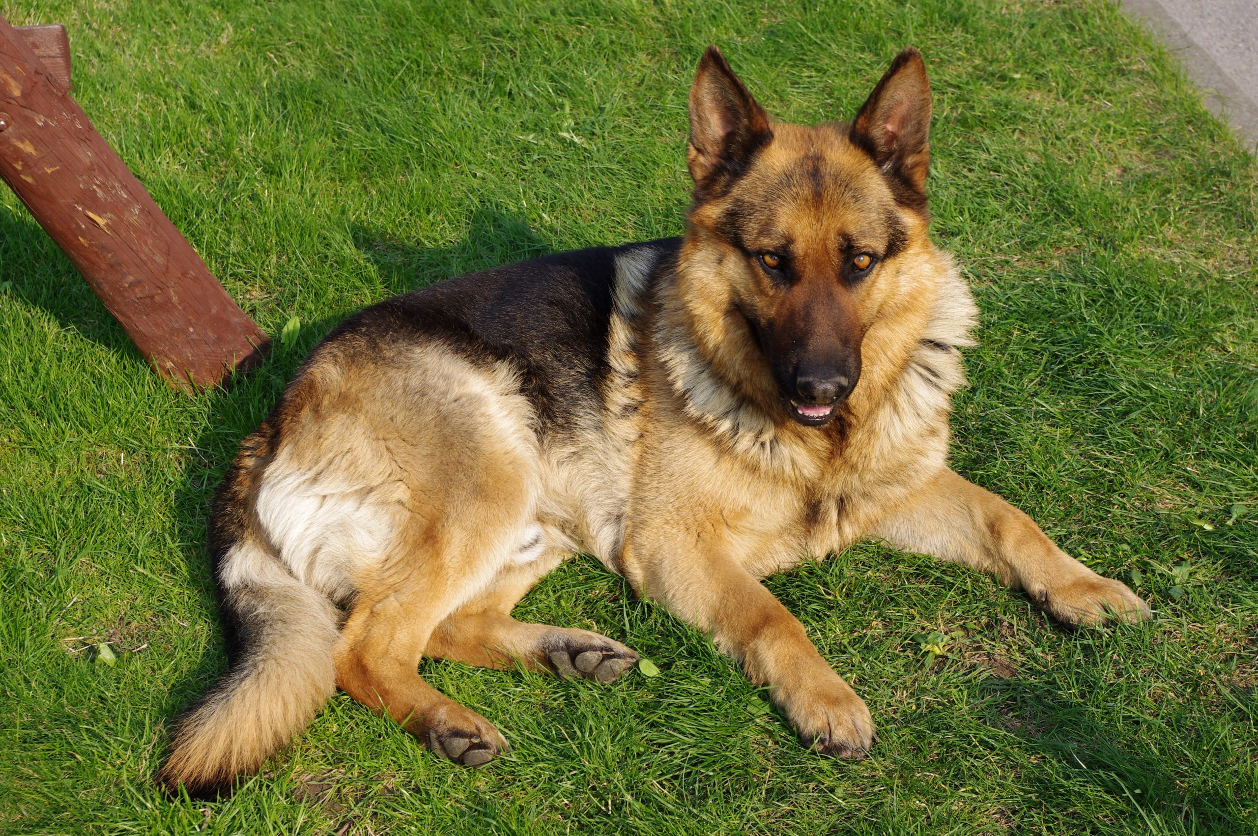 Dog breeds that will alert you before danger (not after)
