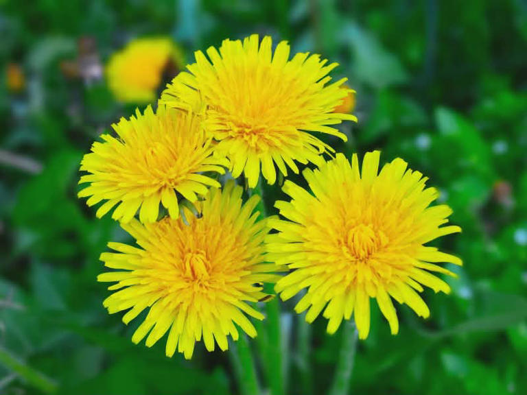 Wild medicinal herbs in Oklahoma: Foraging guide & uses