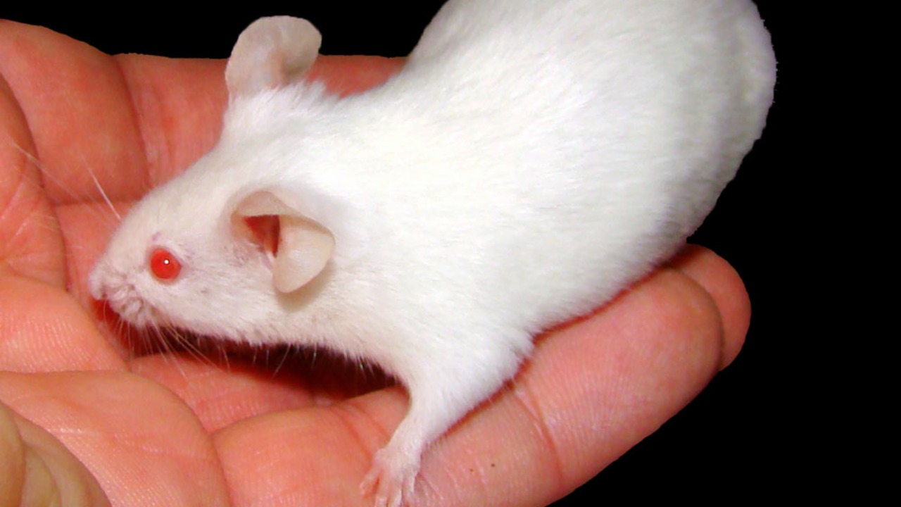 Mega-dose folic acid wipes out diabetic nerve damage in mice, study says