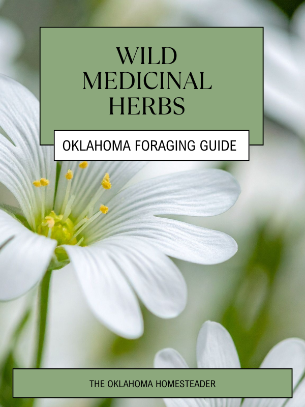 Wild medicinal herbs in Oklahoma: Foraging guide & uses