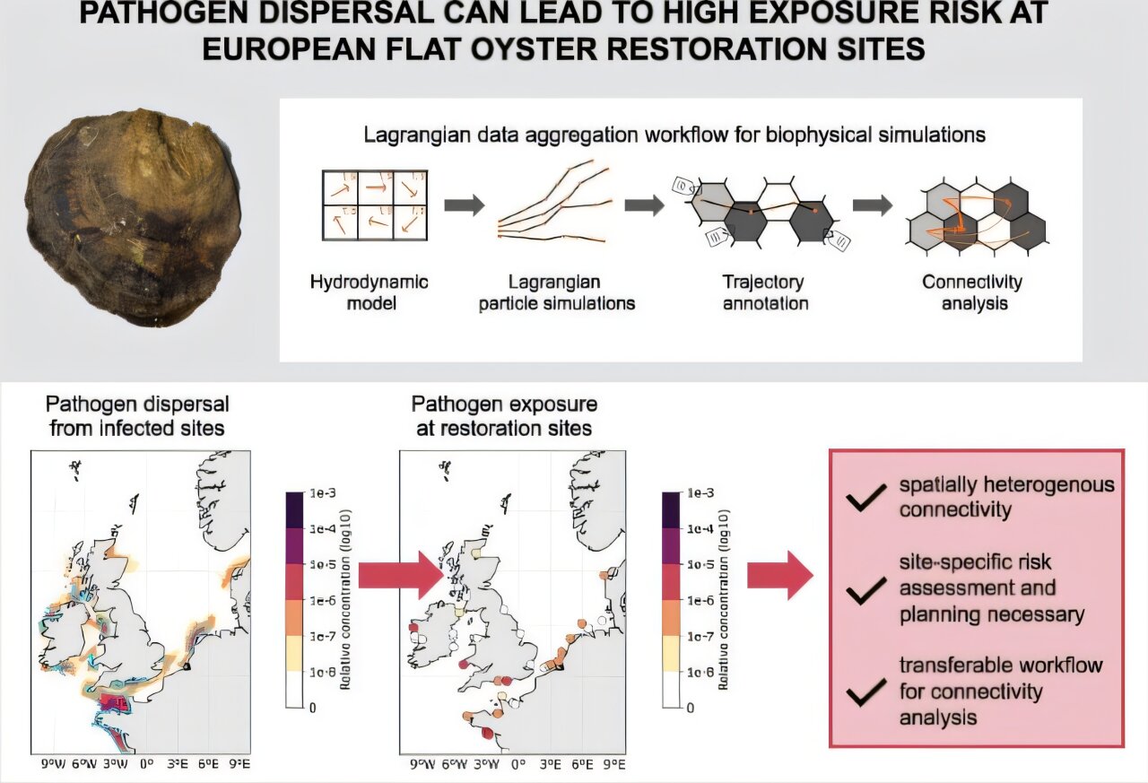 Ocean currents drive disease spread between oyster reefs: Research ...