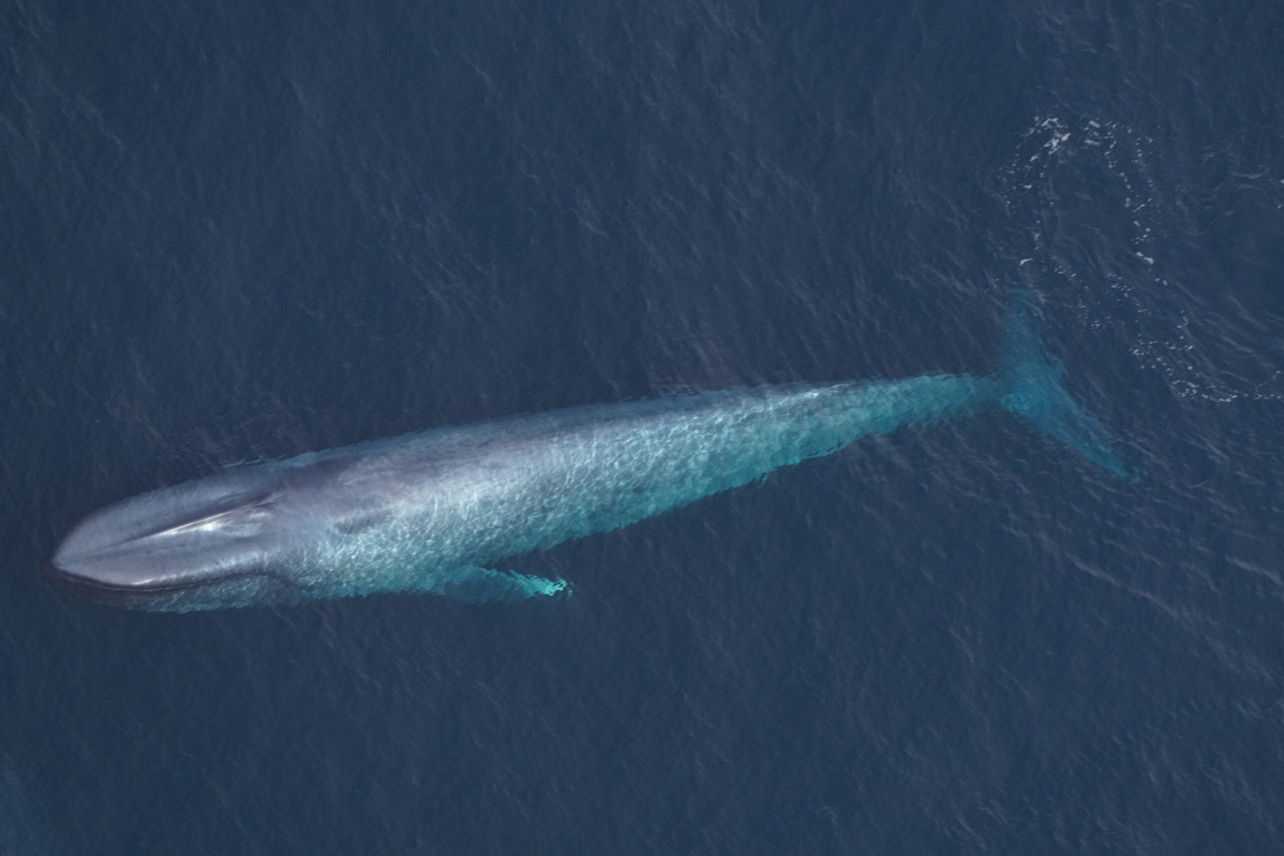In rare sightings, scientists spot blue whales in waters off Martha’s ...