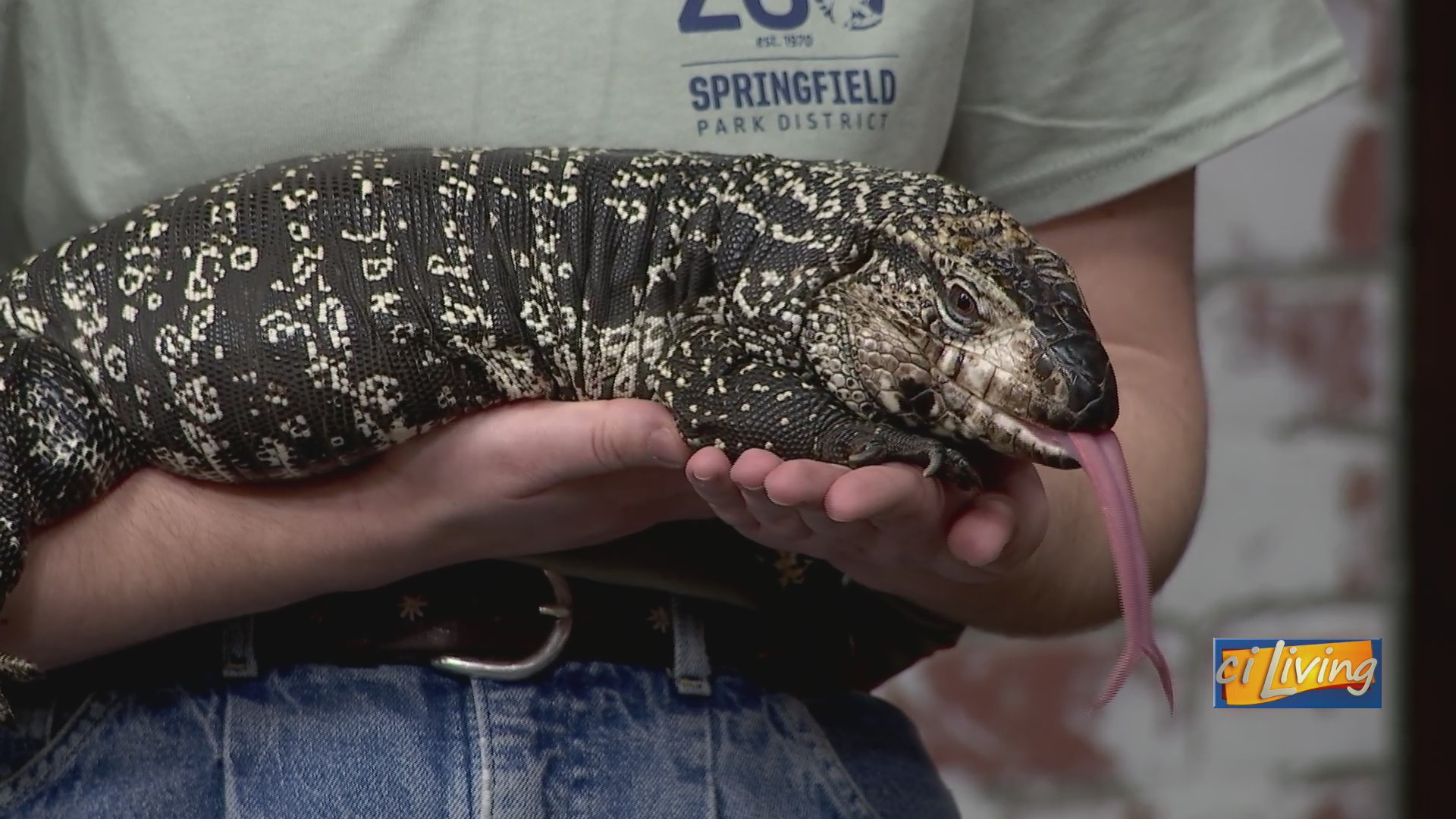 Reptile spotlight: Smaug the tegu at Henson Robinson Zoo