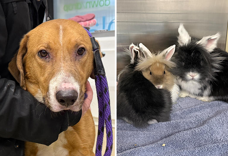 Dogs, birds, and rabbits among 35 animals rescued from western Iowa home
