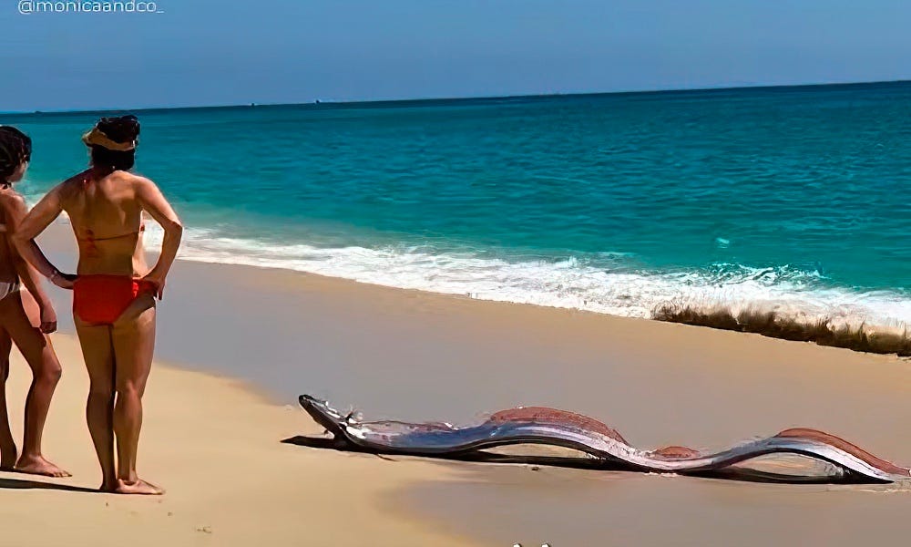 Two massive 'doomsday fish' strand on Cabo San Lucas beach