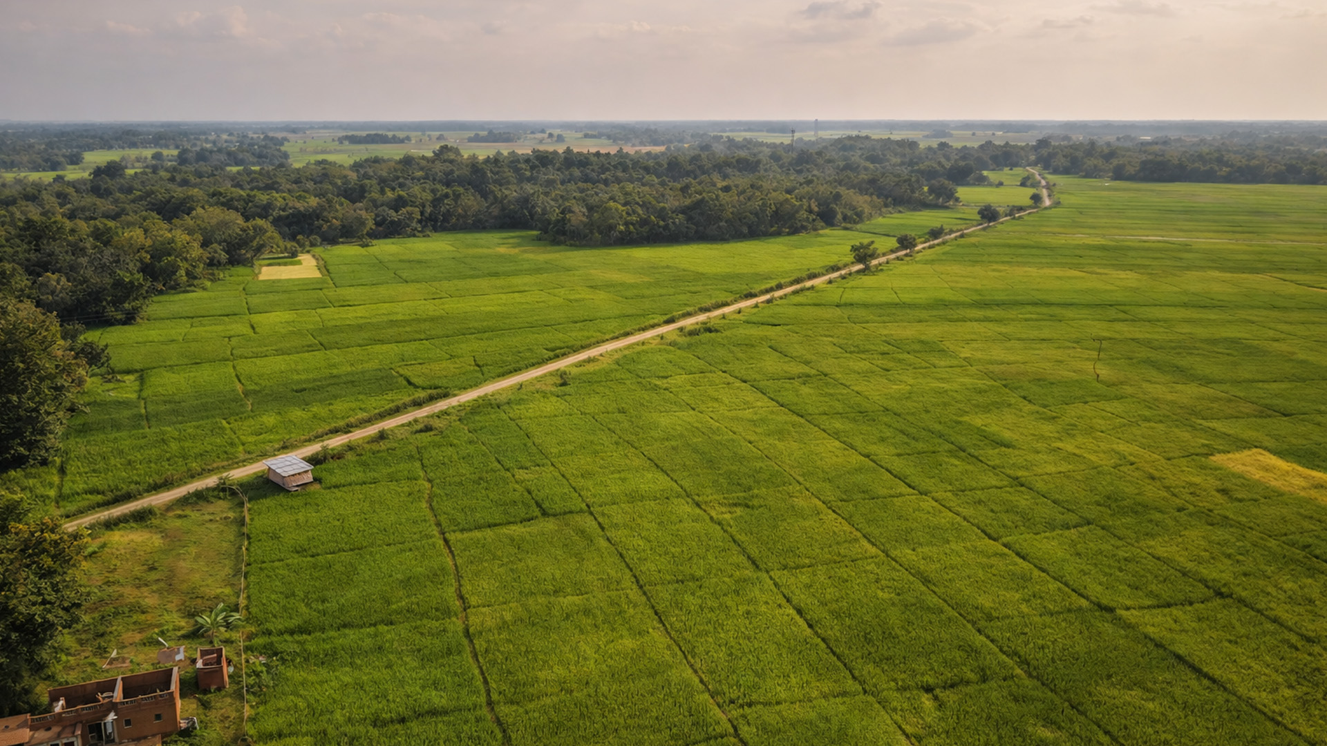 Endless paddy fields across the countryside of Kerala