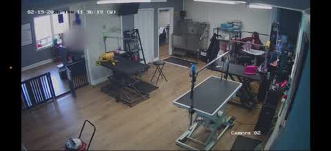 Baton Rouge groomer faces animal cruelty charges after video surfaces