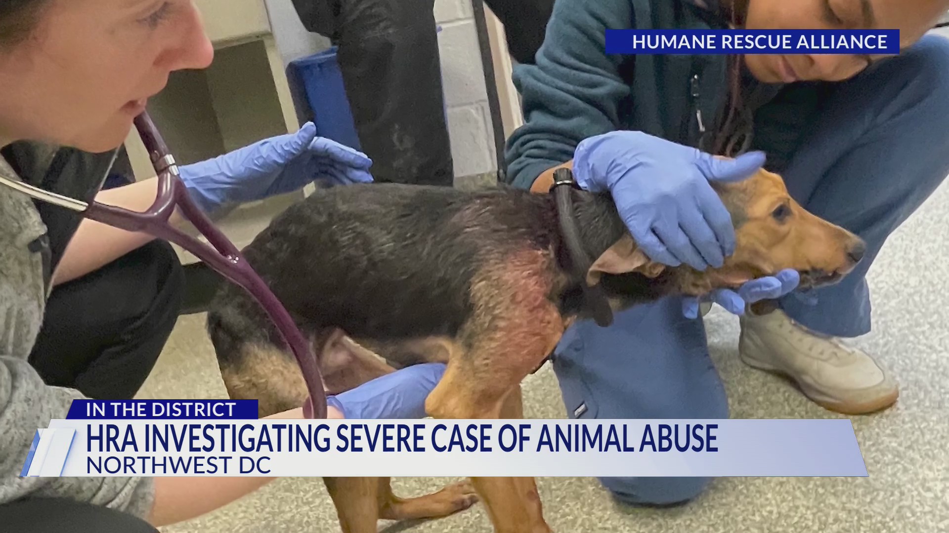 Humane Rescue Alliance investigating severe case of animal abuse