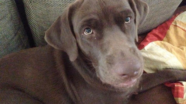 Einbruch im Haus – Labrador Milo dringend gesucht