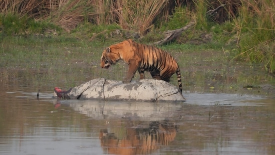Tiger kills female rhino in Dudhwa, in rare attack