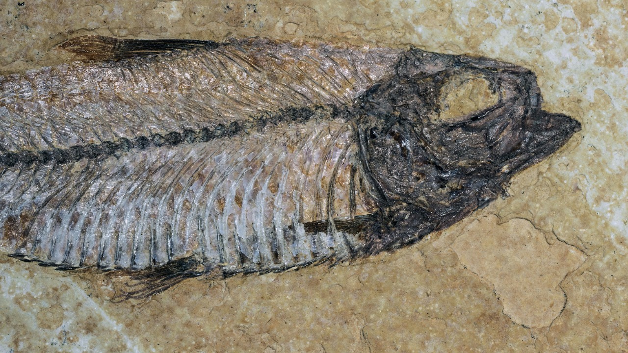 Oldest bony fish fossils reveal story of early vertebrates