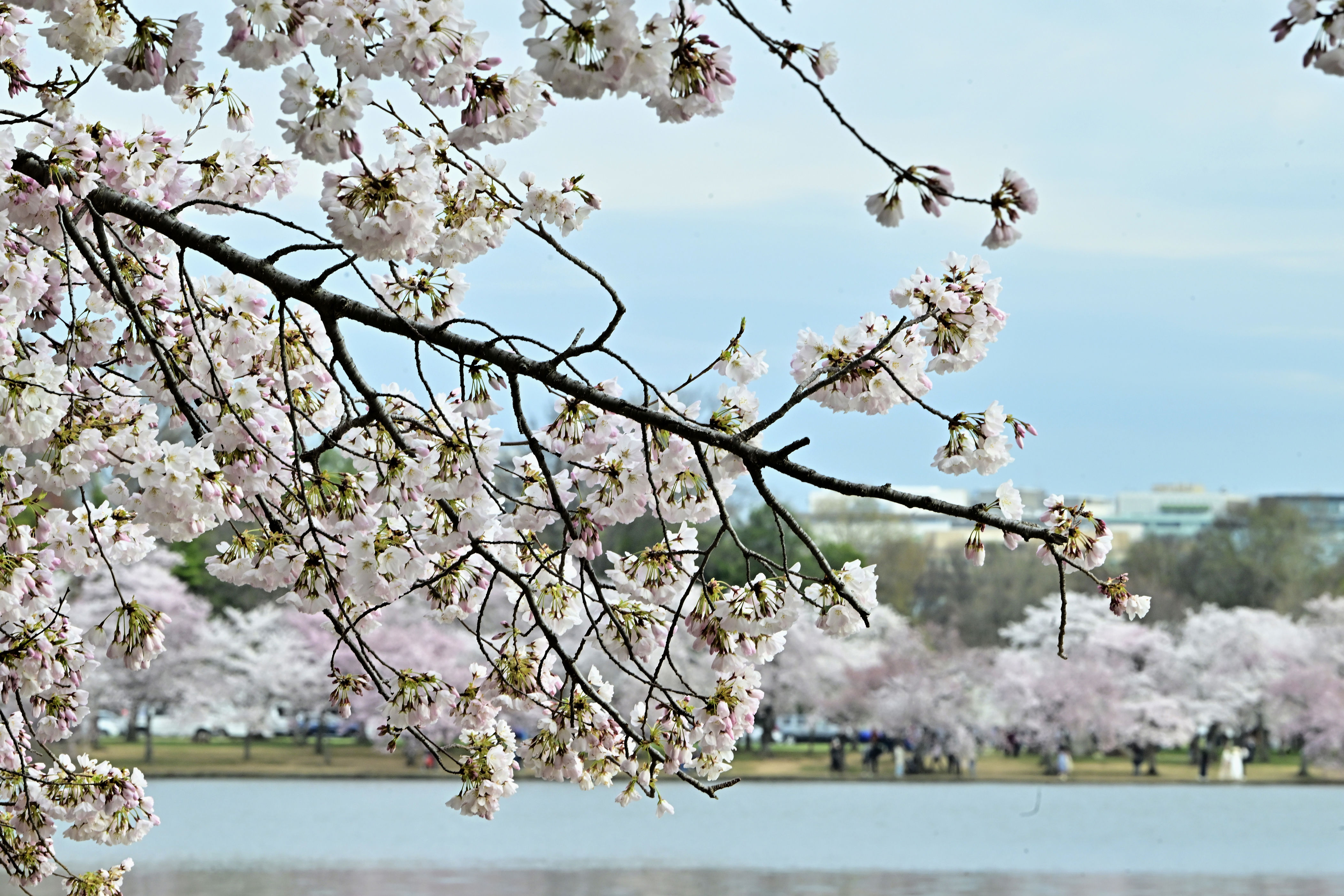 Watch live: When will DC's cherry blossoms hit peak bloom? NPS ...