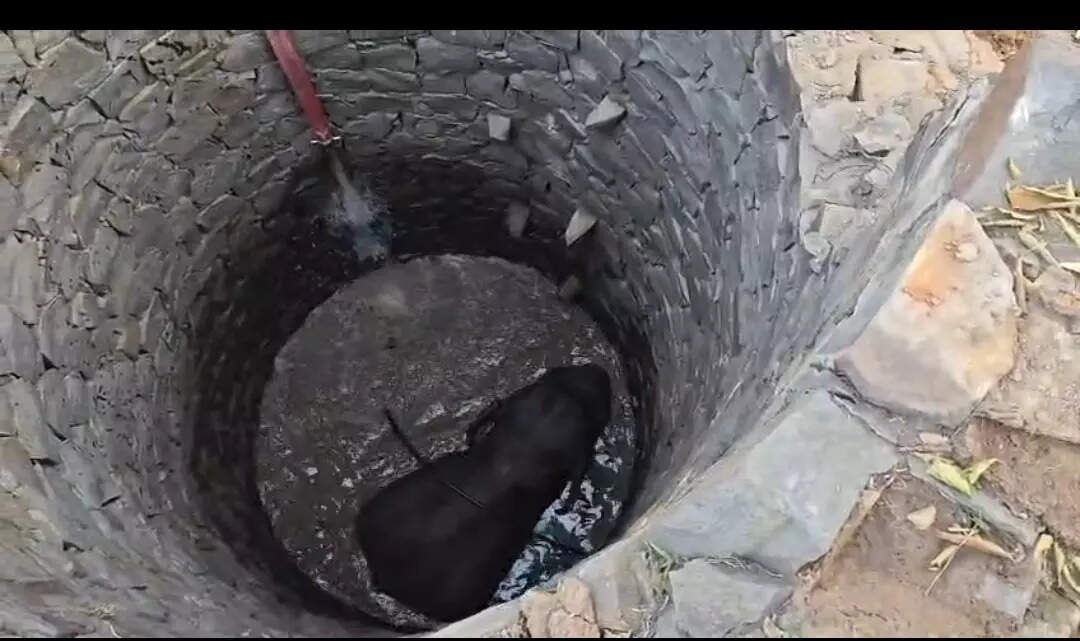 Jumbo rescued from open well in Keonjhar