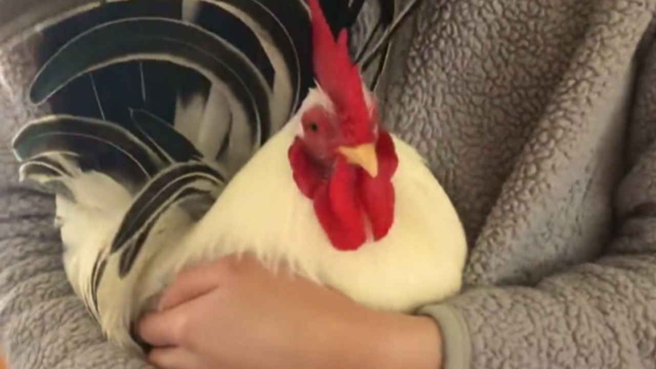 Rooster Koji runs to his favorite human