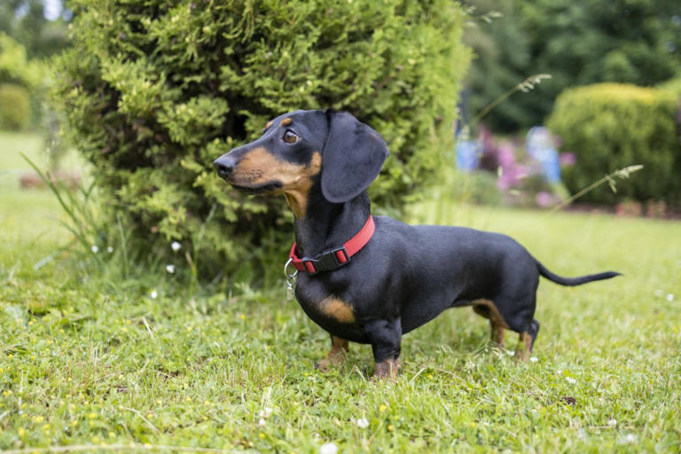 No, 67 dog breeds are not being banned, here’s what is actually happening