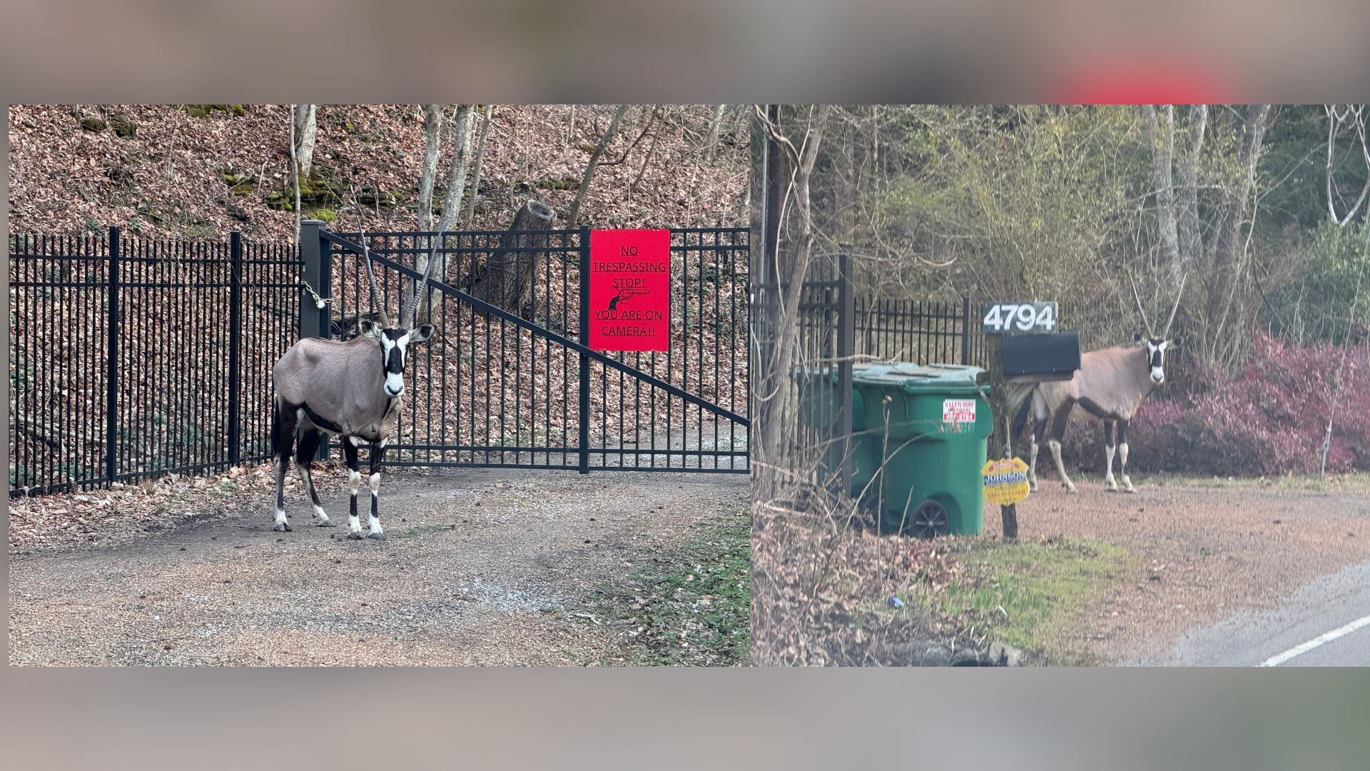 Oryx spotted near Beaman Park in Joelton raises safety concerns
