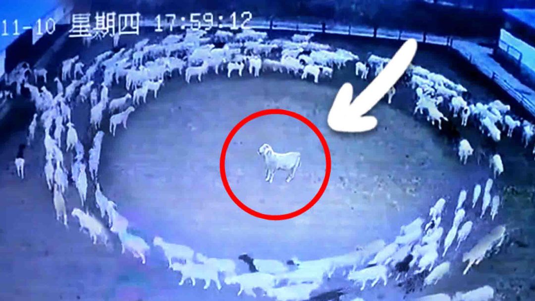 Eerie footage shows sheep walking in nonstop circles