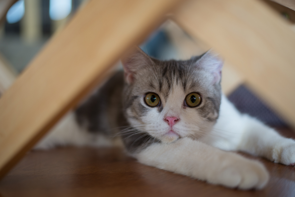 Adorable cat’s ability to look sad, shocked, and concerned in one clip ...
