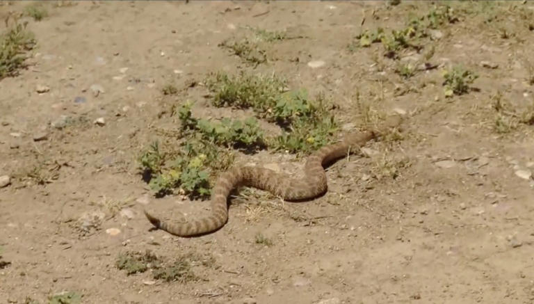 Alarming increase in snake sightings rattles San Diego
