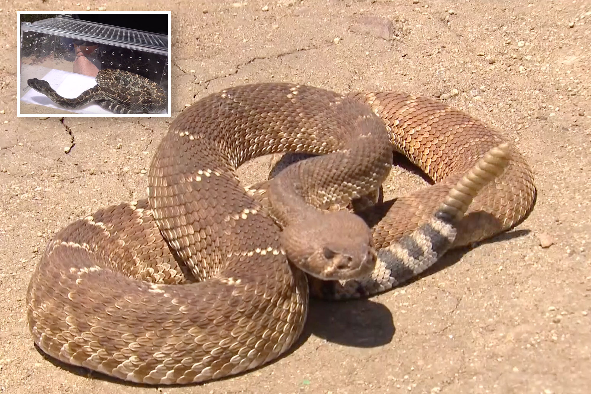 Alarming increase in snake sightings rattles San Diego