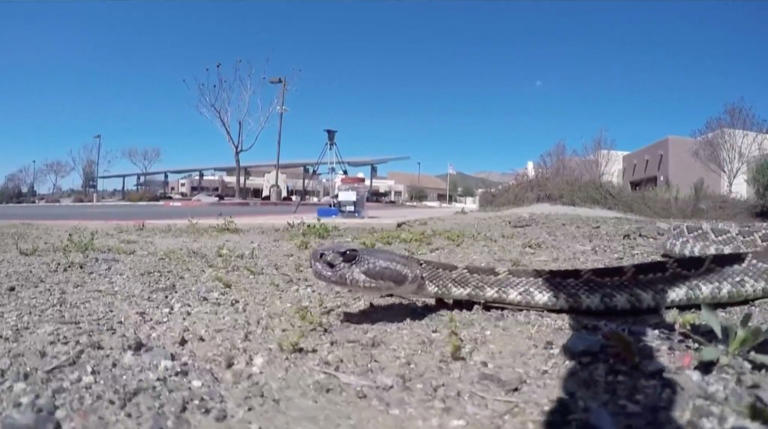 Alarming increase in snake sightings rattles San Diego