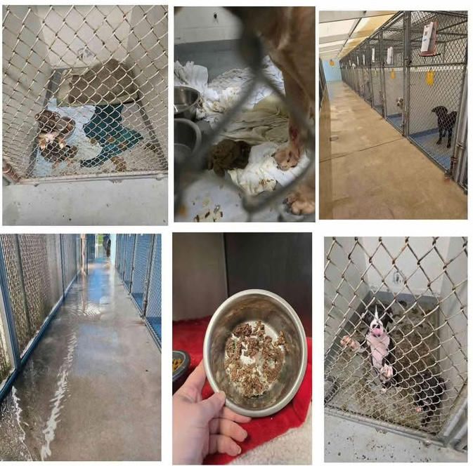 Pictures posted on social media of the animal shelter