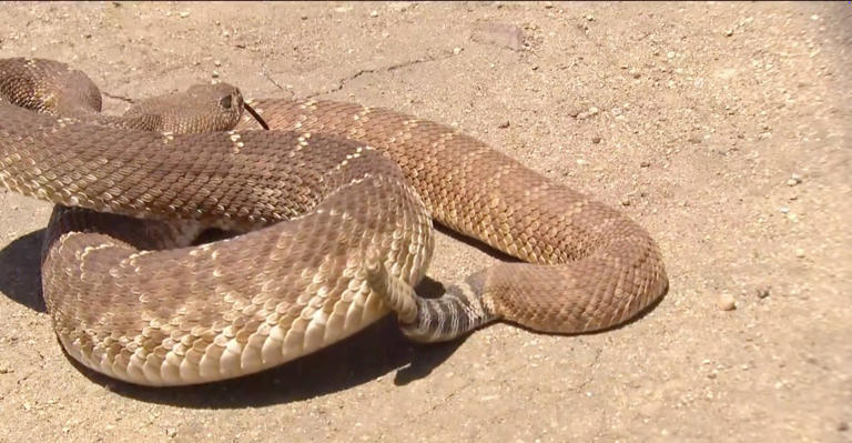 Alarming increase in snake sightings rattles San Diego