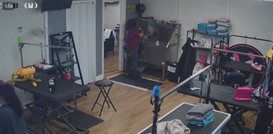 Baton Rouge groomer faces animal cruelty charges after video surfaces