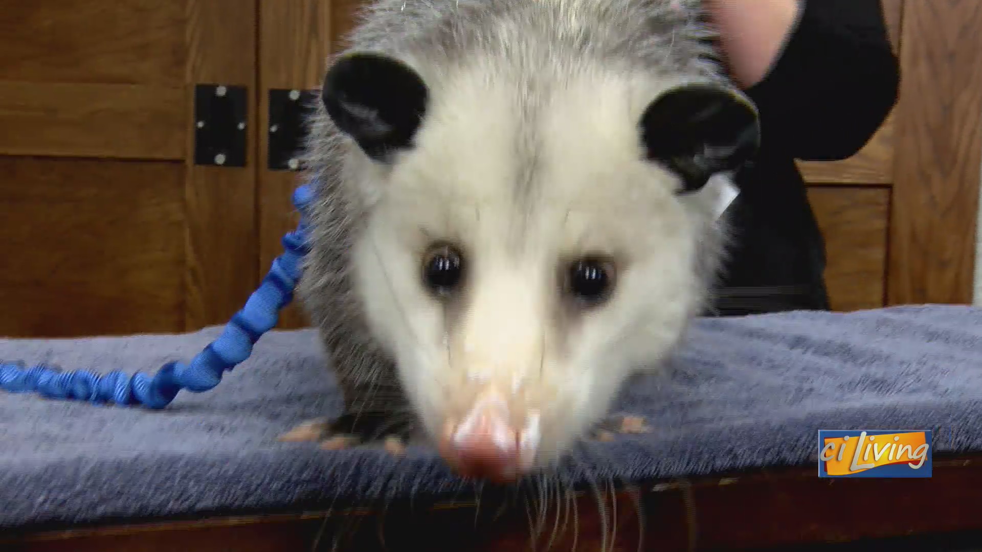 From baby to adult: Pesto the opossum returns