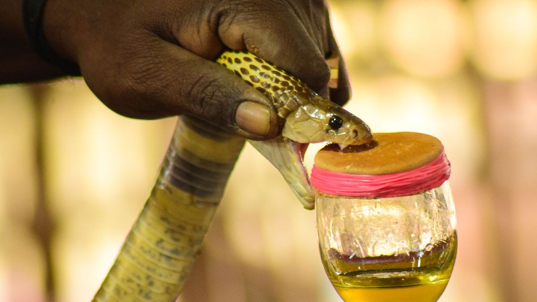Milking the world’s deadliest snakes