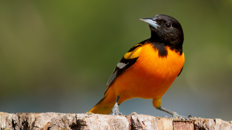 The simple bird feeder that'll attract more orioles to your yard